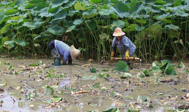 保护地栽培莲藕，都有哪些栽培模式及管理方法？