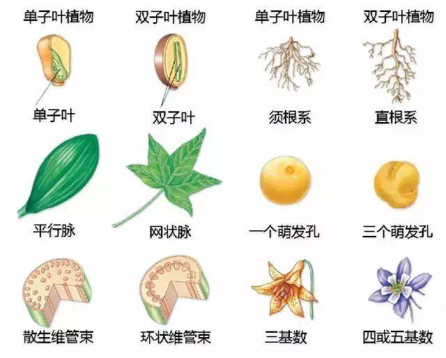 最全的植物辨识方法，辨认植物就靠它