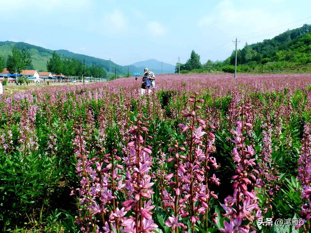 本溪小市达官寨千亩药材花海绽放