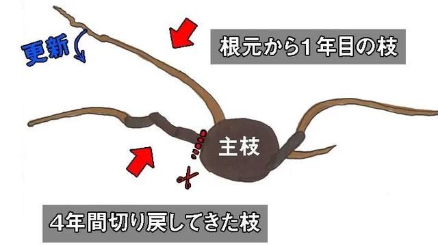 「农业」初学者也能简单栽培猕猴桃的方法