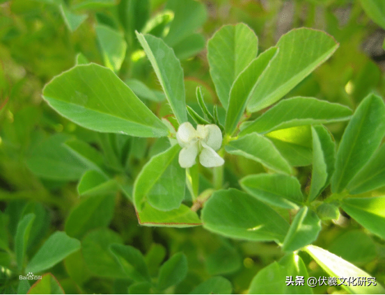 两城镇适宜栽植的具有观赏价值的中草药（九）