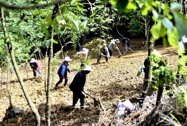 贵州大方：林下中药材种植让青山变“金山”