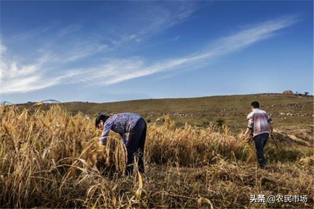 山西大同市山丘区——有机旱作黍子种植技术，种植户多了解