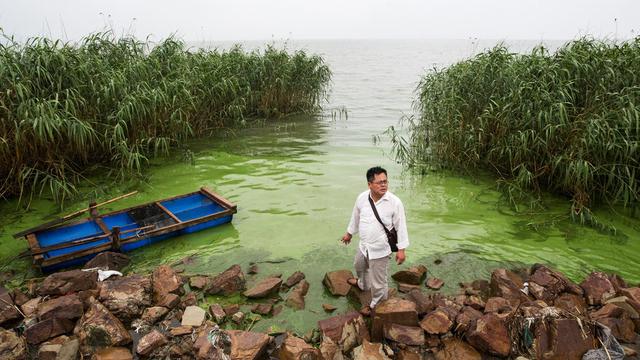 太湖深陷“蓝藻病”，07年引发水危机，鲢鳙成“治水功臣”？