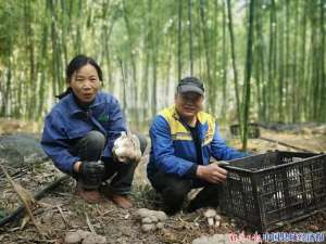 河南菌菇种植(河南博爱许良镇：竹林小蘑菇，走出致富路)