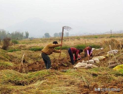 五六块一斤，药用和食用价值都很高的马蹄，怎么种植才更高产？