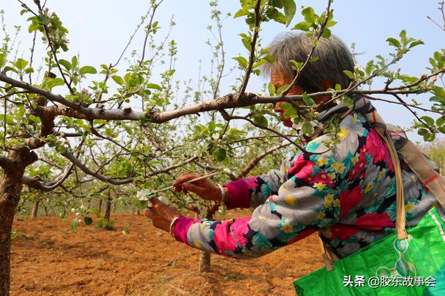 栽蔬菜、种花生、苹果树授粉，盘点五一前后胶东半岛的常见农活