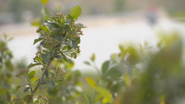 黑果花楸点亮致富新希望