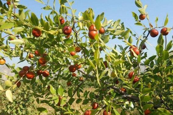 冬枣好吃但长的慢，掌握以下3个种植方法，一茬接一茬的结枣