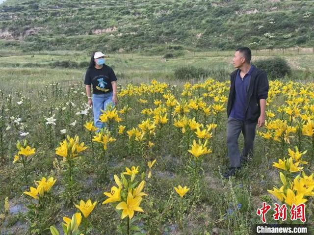 四川壤塘：百合开出“致富花”