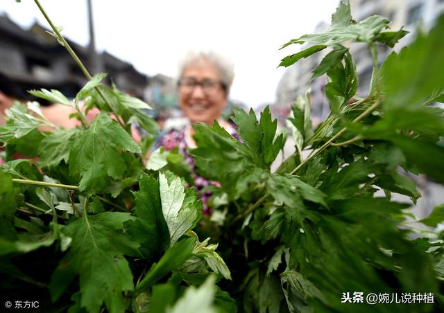 种植艾草一亩利润多少？2019年价格多少钱一斤？明年种植前景如何