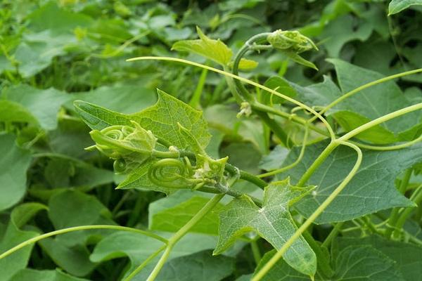 种植佛手瓜，只要掌握好这几点关键种植方法，不仅产量高品质也好