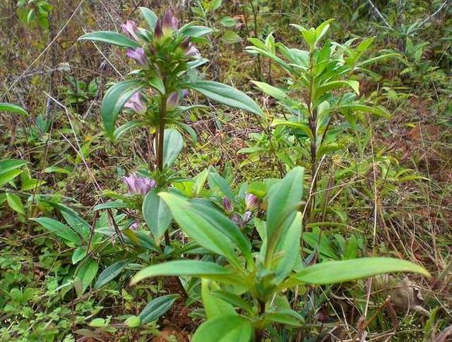 此物野生30一斤，常遭采挖，不如种植4亩年收益10万元