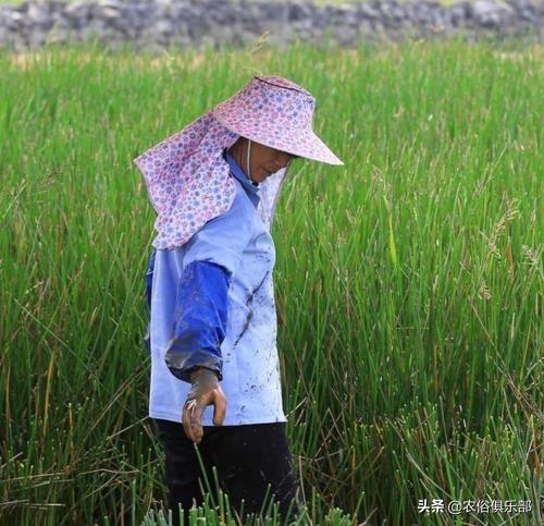 五六块一斤，药用和食用价值都很高的马蹄，怎么种植才更高产？