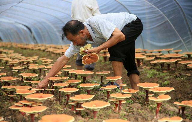 灵芝的被誉为“神药”，农民种植的却堆成山卖不动，这是为啥呢？