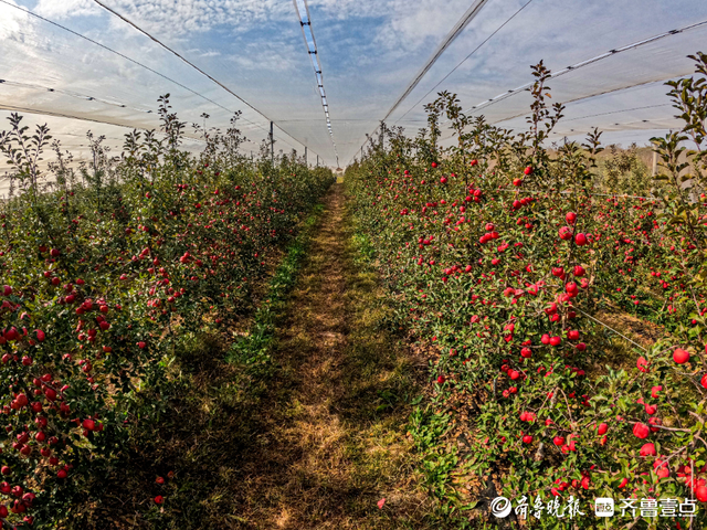 山东苹果，凭什么是中国苹果之神？