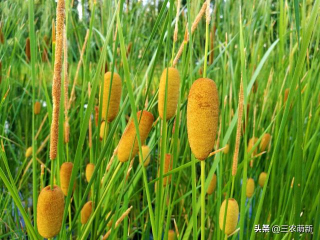 40年前农村穷人才吃的野菜，如今城里人高价求购，还不一定能买到