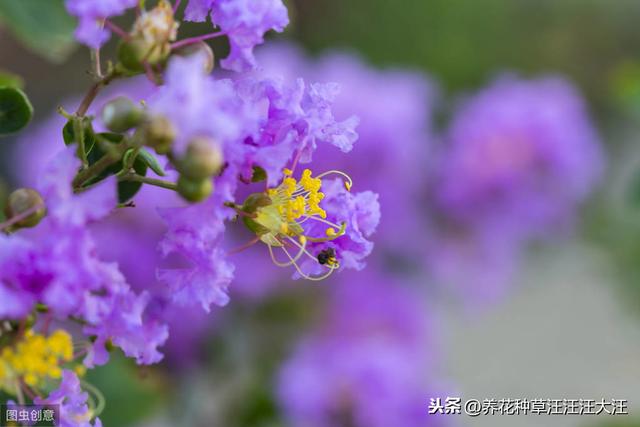 谁道花无百日红，紫薇长放半年花，做好两点，紫薇开花多，花期长