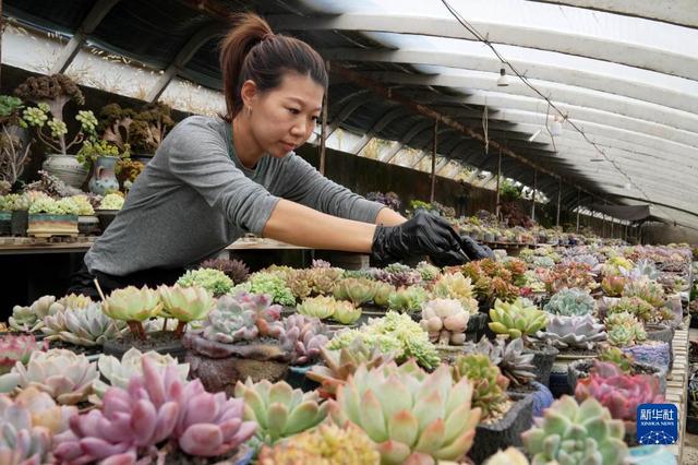 河北秦皇岛：特色观赏植物种植助农增收