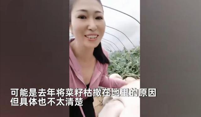 种西瓜却长出一地蘑菇，西瓜还没蘑菇大，惠州女子喜获罕见食用菌