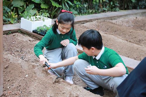 深圳外国语小学“青青葵园”小菜地迎来丰收季