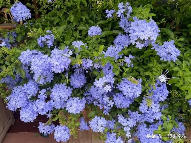 院子里种上6种花，年年花开不停歇，轻松开成小花园