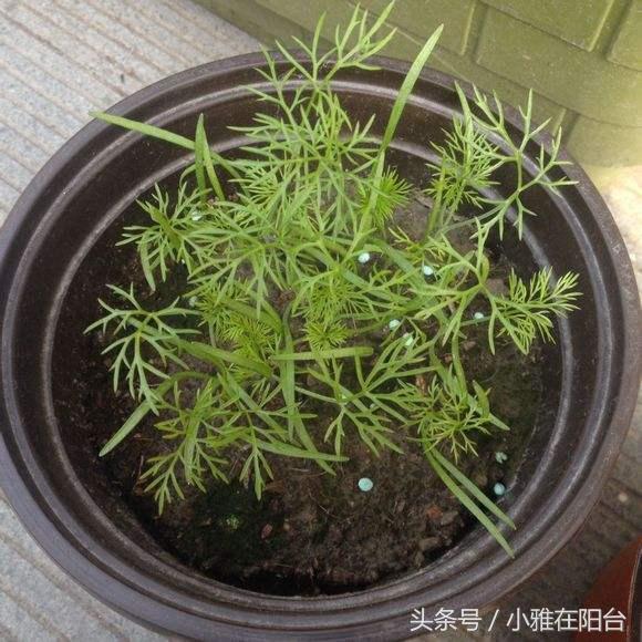 阳台种茴香最简单的方法，种一次，吃了割割了吃，方便又美味！