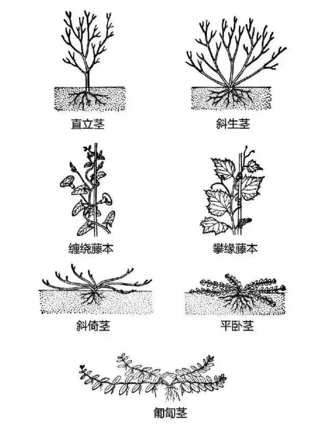 最全的植物辨识方法，辨认植物就靠它