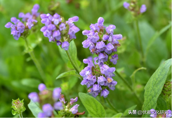 两城镇适宜栽植的具有观赏价值的中草药（九）