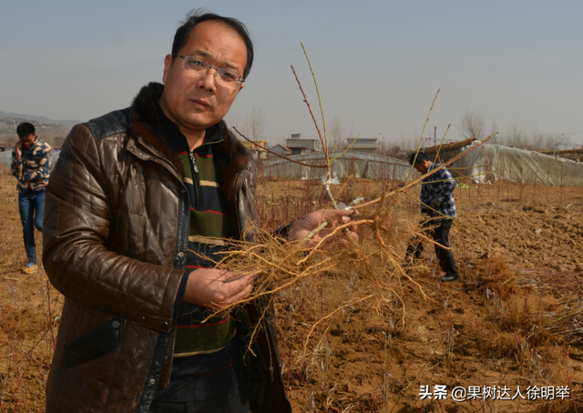 桃树科学栽植是建园关键，有哪些技术呢