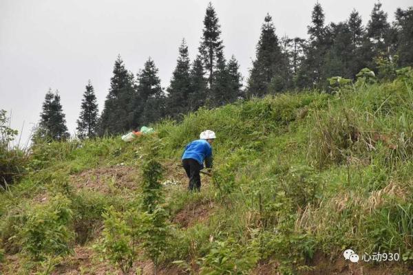 黔东南凯里丨一片绿叶带出一条“金钱”路