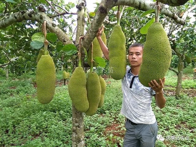 菠萝蜜种植栽培管理技术