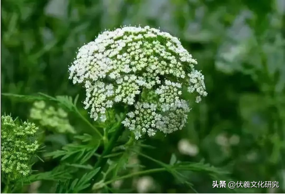 两城镇适宜栽植的具有观赏价值的中草药（九）