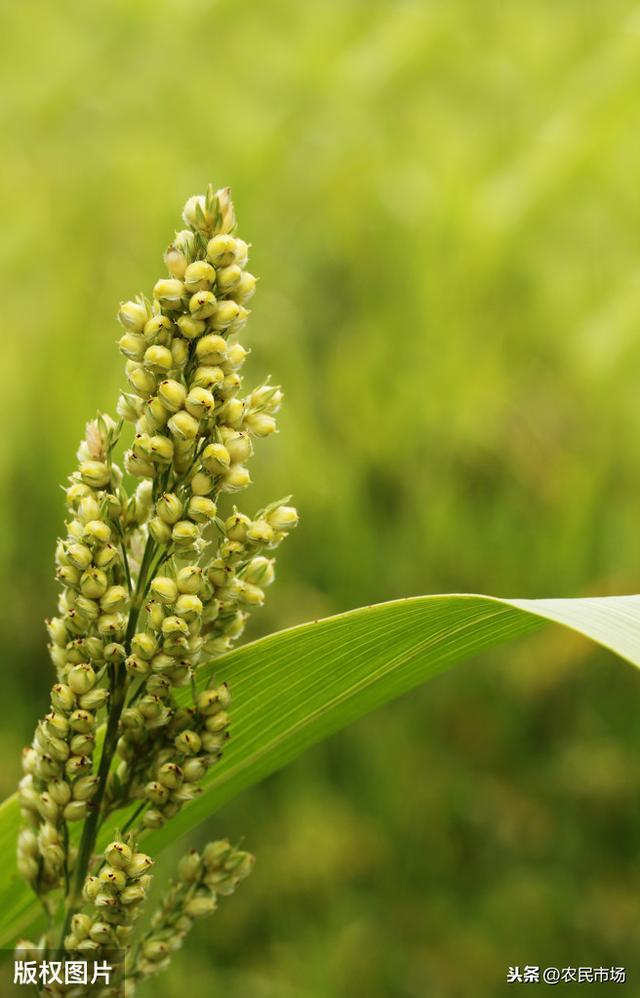 山西大同市山丘区——有机旱作黍子种植技术，种植户多了解