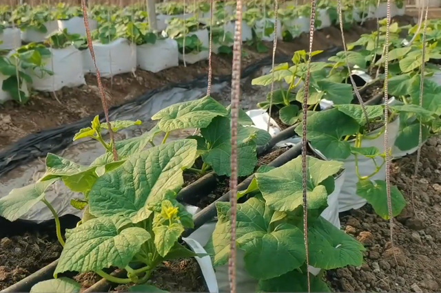 种植袋种植甜瓜，缓苗后管理技巧，做好3点很关键