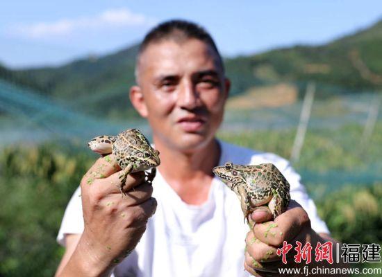 闽北生态稻蛙养殖助力乡村农业健康发展