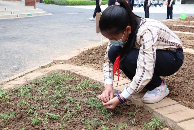 种花、种蔬菜、种中草药……南宁这所学校建设种植园 以劳养德促成长