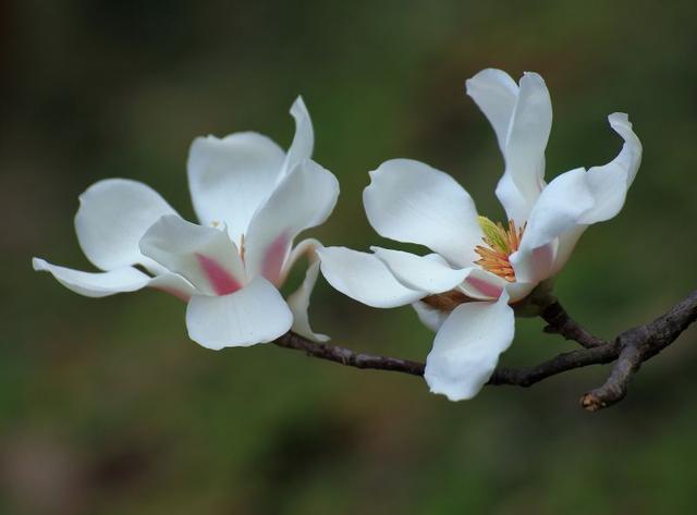 木兰花高贵典雅，养在家中修身养性，掌握这八种方法，轻松养成