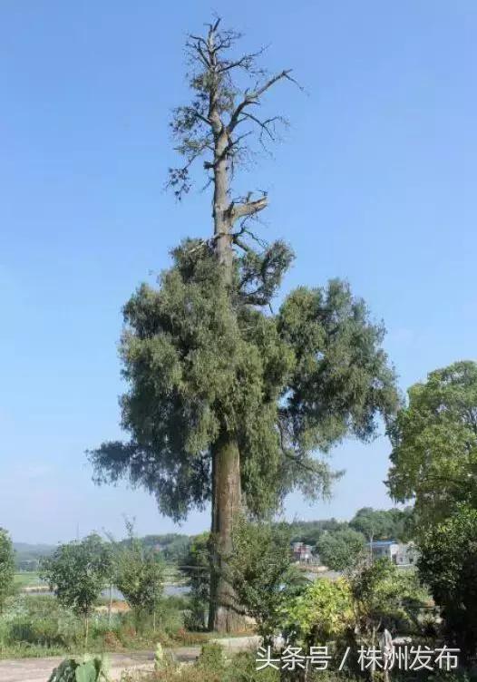 湖南十大树王，一棵在炎陵！株洲6株“湖南最美古树”，炎陵又占4席