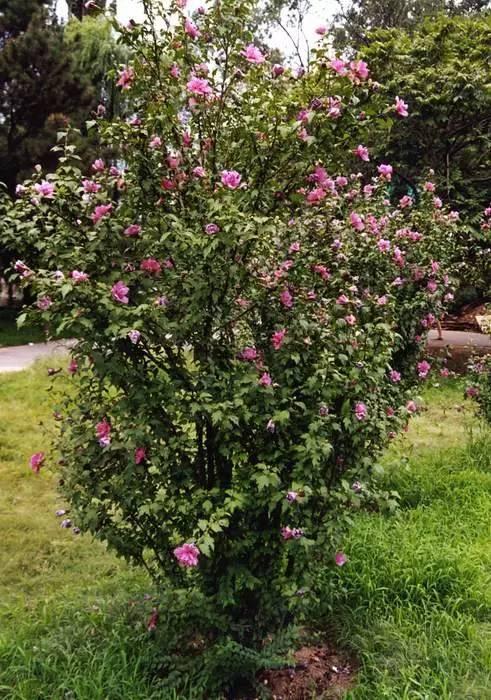 屋顶花园——植物配置技巧