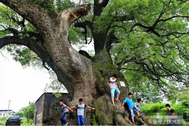 湖南十大树王，一棵在炎陵！株洲6株“湖南最美古树”，炎陵又占4席