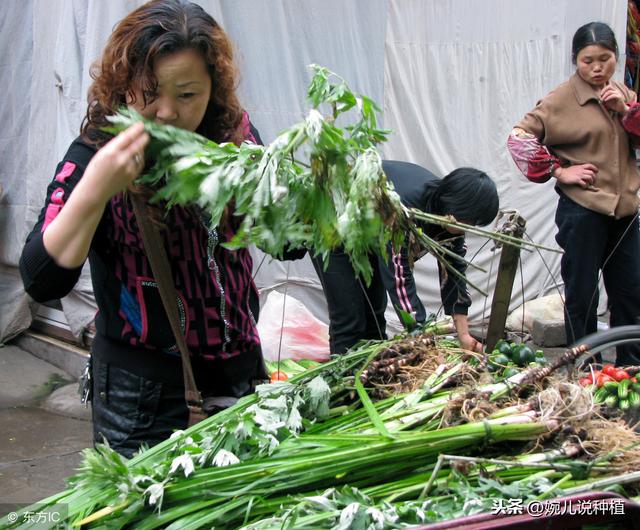 种植艾草一亩利润多少？2019年价格多少钱一斤？明年种植前景如何