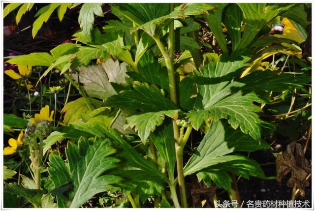 有毒的中药材川乌怎么栽培，后期如何管理，川乌种植管理技术