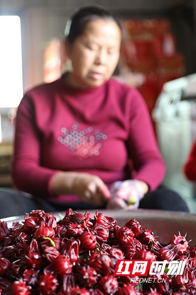 「图」洛神花丰产“花”样乡村振兴看雁峰