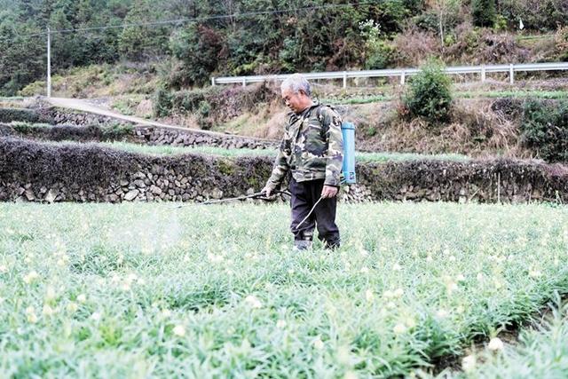 农民不想种地？种植贝母亩产值将近万元，帮助农民脱贫致富