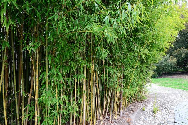 院子里种竹子好？花友：一朝种竹，十年挖根