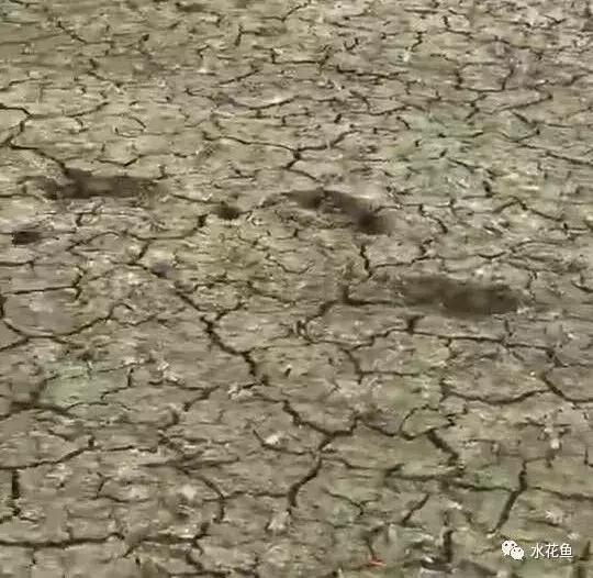 底质决定成败！水产养殖是否成功全看你的池塘底质好不好