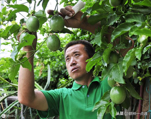 百香果栽培种植管理及病虫防治