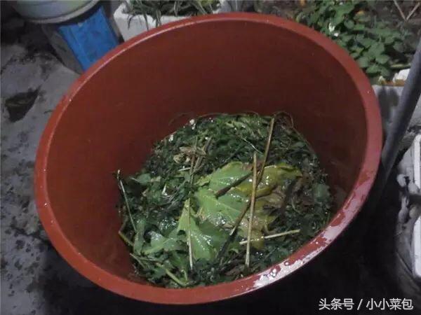 春天，外婆在自家水桶里种莲藕，竟然多到吃不完！