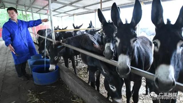 年收入20万，邯郸广平“驴司令”骑着毛驴奔小康